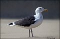 _2SB4738 greater black-backed gull